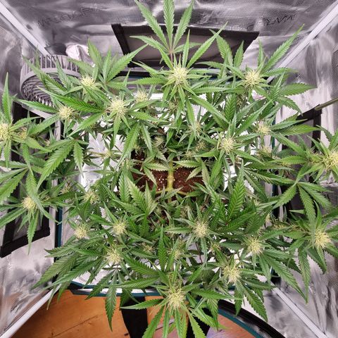Apple strudel auto 420fb growlog timeline photo