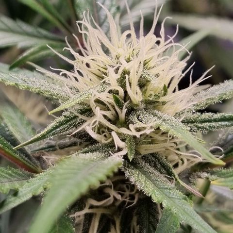 Apple strudel auto 420fb growlog timeline photo