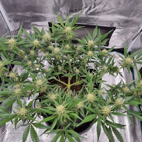 Apple strudel auto 420fb growlog timeline photo