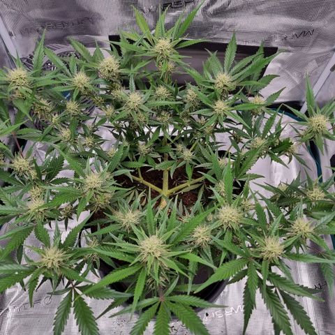 Apple strudel auto 420fb growlog timeline photo