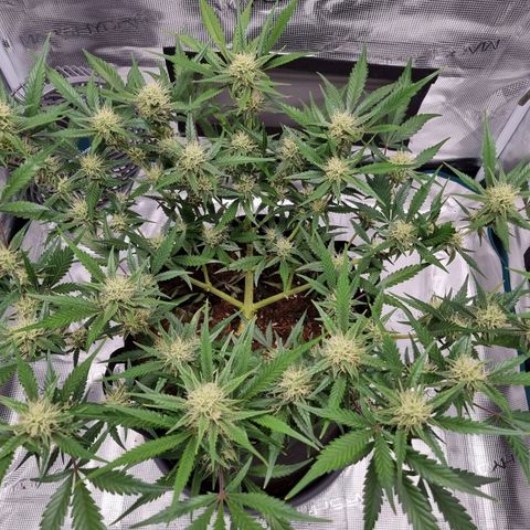 Apple strudel auto 420fb growlog timeline photo