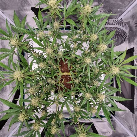 Apple strudel auto 420fb growlog timeline photo