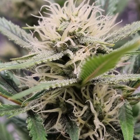 Apple strudel auto 420fb growlog timeline photo