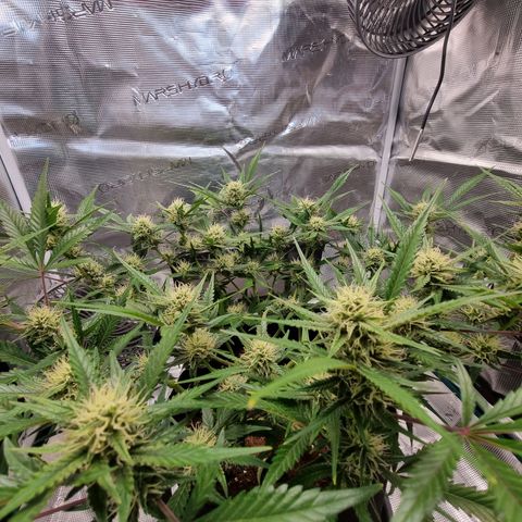 Apple strudel auto 420fb growlog timeline photo