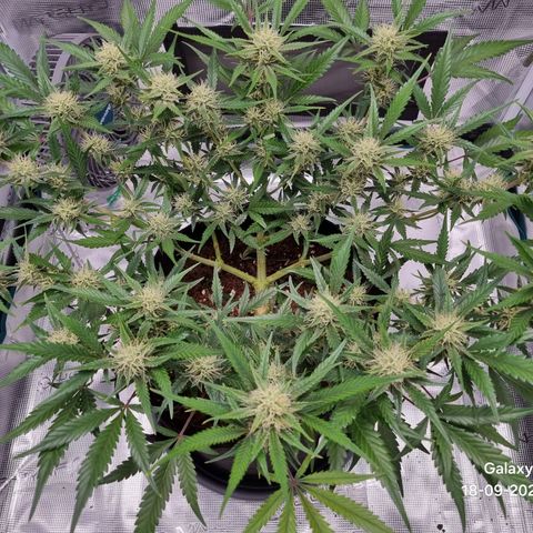 Apple strudel auto 420fb growlog timeline photo