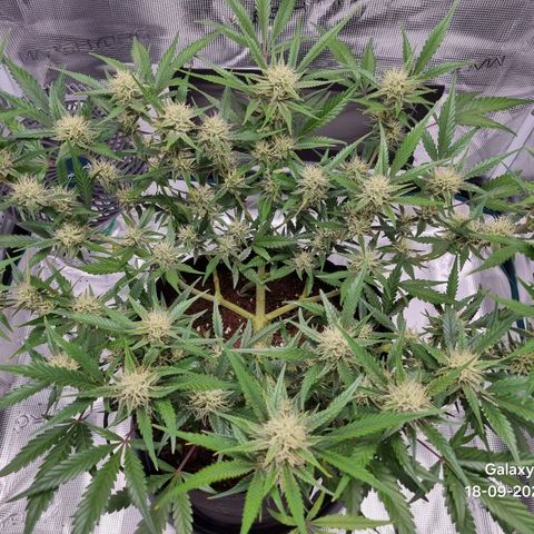Apple strudel auto 420fb growlog timeline photo