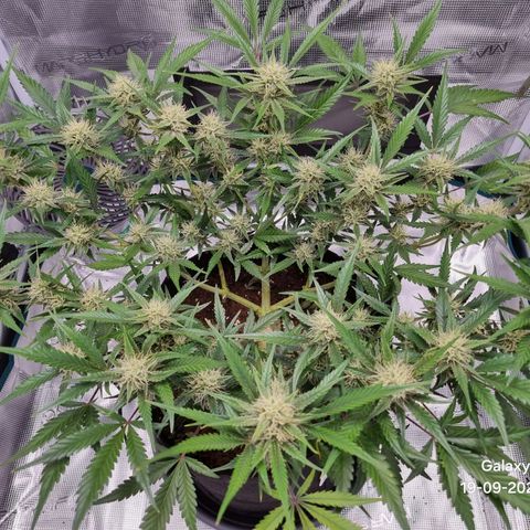 Apple strudel auto 420fb growlog timeline photo