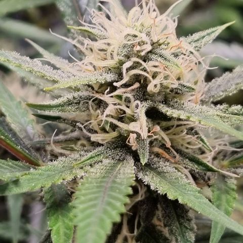 Apple strudel auto 420fb growlog timeline photo