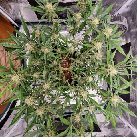 Apple strudel auto 420fb growlog timeline photo