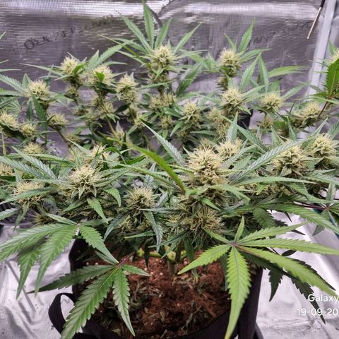 Apple strudel auto 420fb growlog timeline photo
