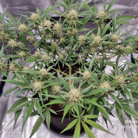 Apple strudel auto 420fb growlog timeline photo