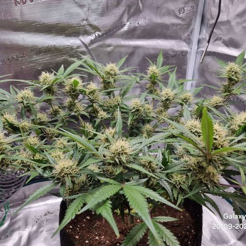 Apple strudel auto 420fb growlog timeline photo