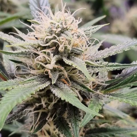 Apple strudel auto 420fb growlog timeline photo