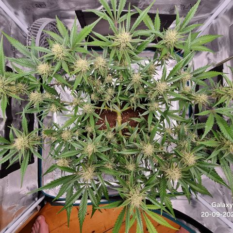Apple strudel auto 420fb growlog timeline photo