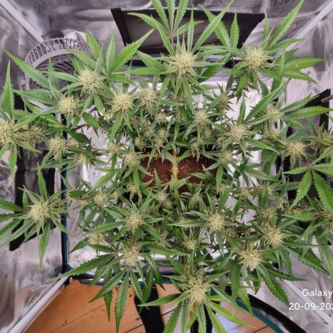 Apple strudel auto 420fb growlog timeline photo