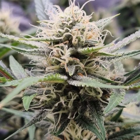 Apple strudel auto 420fb growlog timeline photo