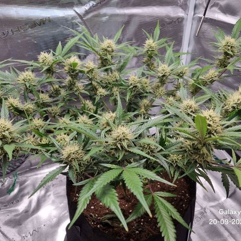 Apple strudel auto 420fb growlog timeline photo