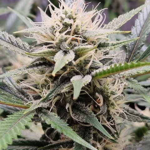 Apple strudel auto 420fb growlog timeline photo