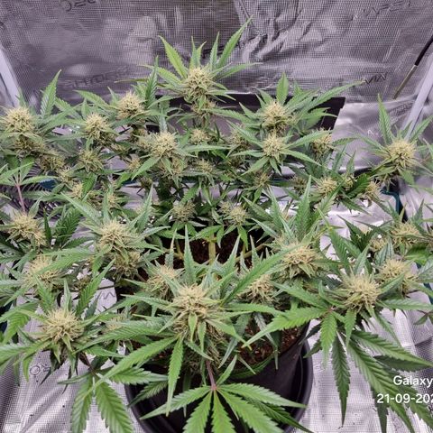 Apple strudel auto 420fb growlog timeline photo