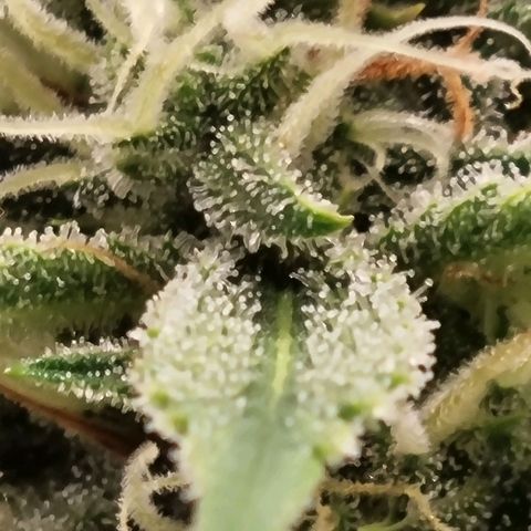 Apple strudel auto 420fb growlog timeline photo