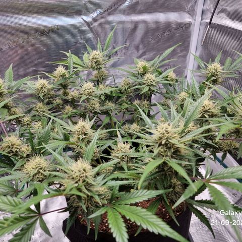 Apple strudel auto 420fb growlog timeline photo
