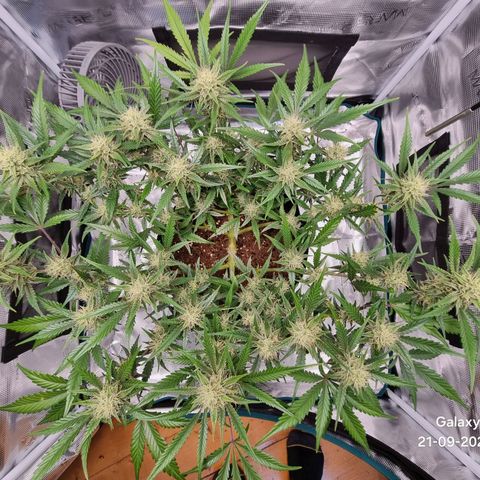Apple strudel auto 420fb growlog timeline photo
