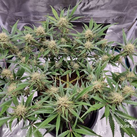 Apple strudel auto 420fb growlog timeline photo