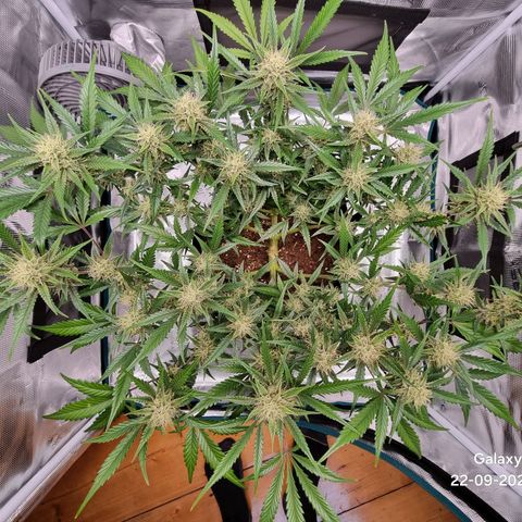 Apple strudel auto 420fb growlog timeline photo