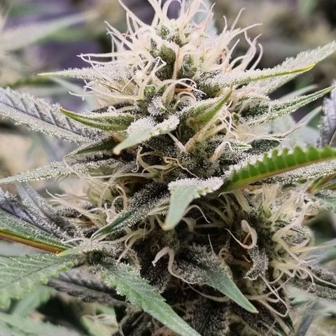 Apple strudel auto 420fb growlog timeline photo