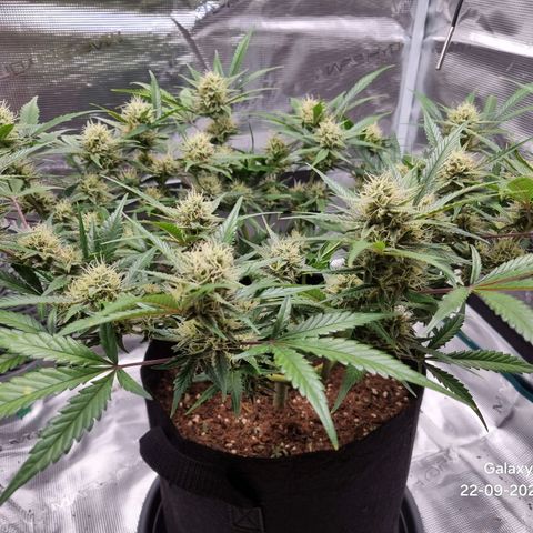Apple strudel auto 420fb growlog timeline photo