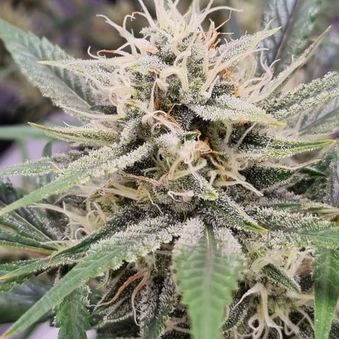 Apple strudel auto 420fb growlog timeline photo