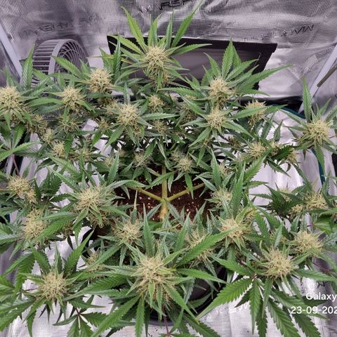 Apple strudel auto 420fb growlog timeline photo