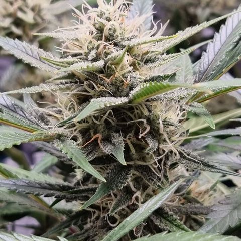 Apple strudel auto 420fb growlog timeline photo