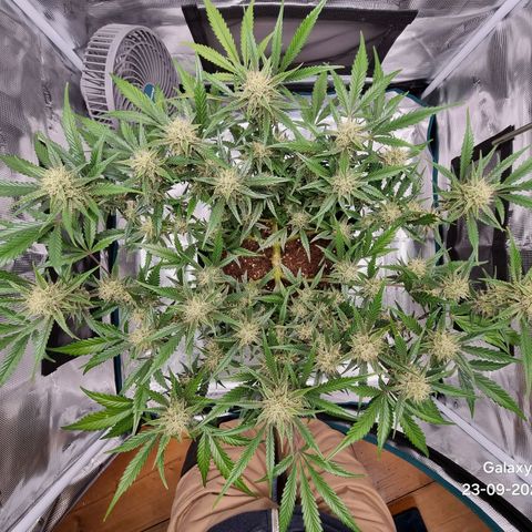 Apple strudel auto 420fb growlog timeline photo