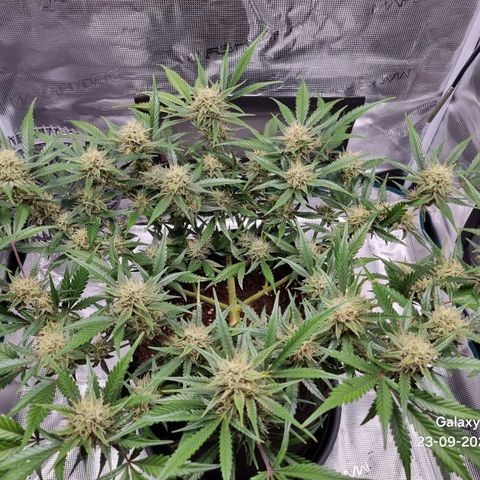 Apple strudel auto 420fb growlog timeline photo