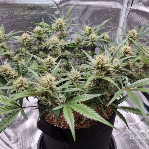 Apple strudel auto 420fb growlog timeline photo