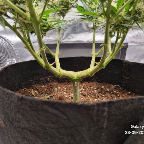 Apple strudel auto 420fb growlog timeline photo