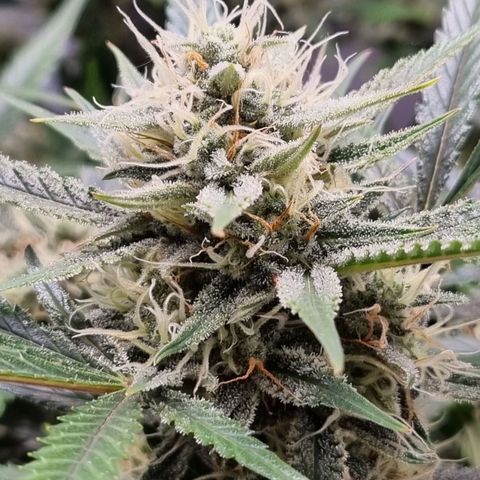 Apple strudel auto 420fb growlog timeline photo