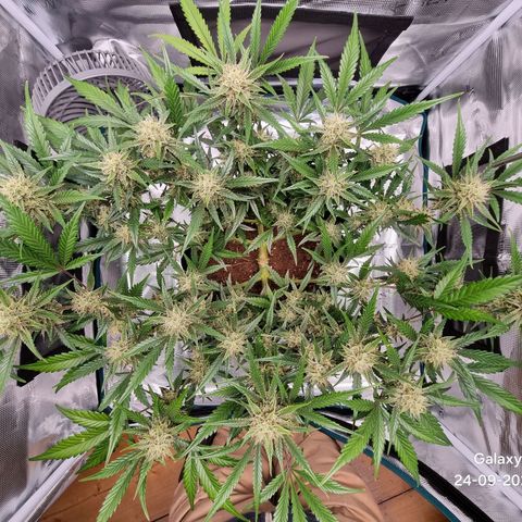 Apple strudel auto 420fb growlog timeline photo