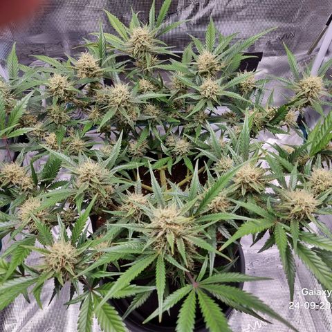 Apple strudel auto 420fb growlog timeline photo