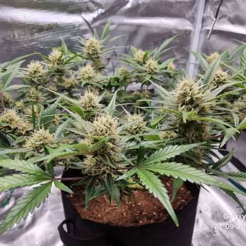 Apple strudel auto 420fb growlog timeline photo
