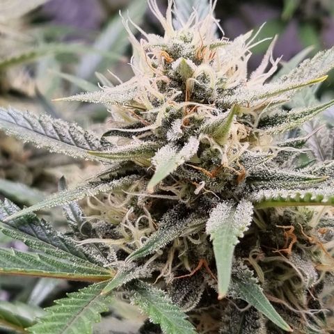 Apple strudel auto 420fb growlog timeline photo