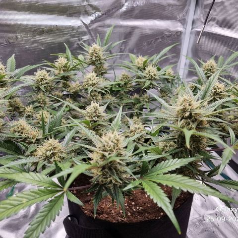Apple strudel auto 420fb growlog timeline photo