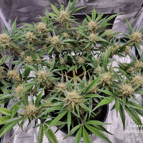 Apple strudel auto 420fb growlog timeline photo