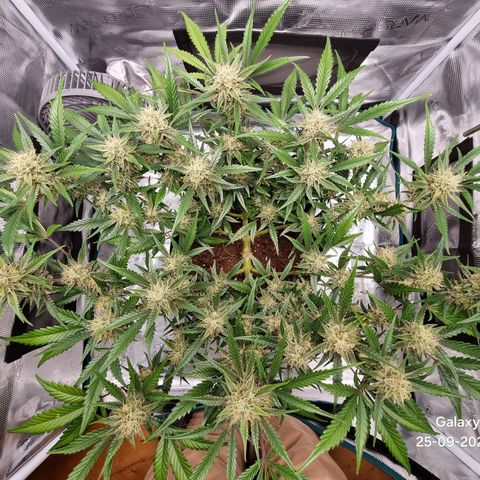 Apple strudel auto 420fb growlog timeline photo