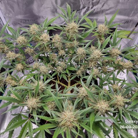 Apple strudel auto 420fb growlog timeline photo