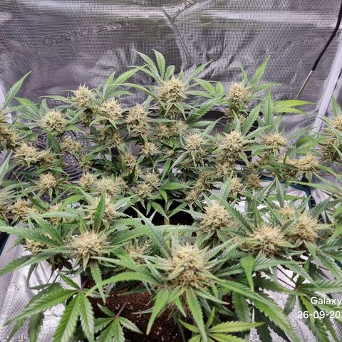 Apple strudel auto 420fb growlog timeline photo