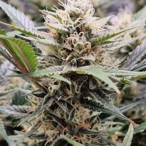 Apple strudel auto 420fb growlog timeline photo
