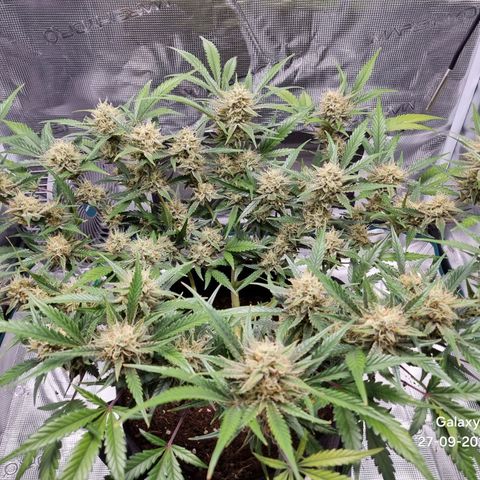 Apple strudel auto 420fb growlog timeline photo