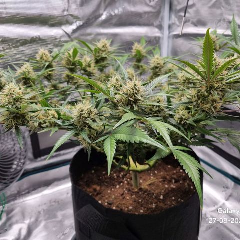 Apple strudel auto 420fb growlog timeline photo